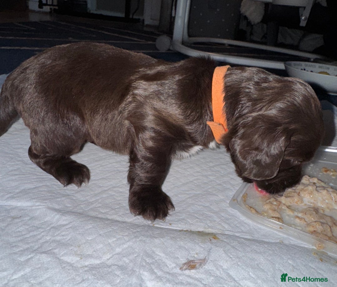 Sprocker dogs for sale: Sprocker Puppies - Image 10