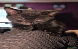 Bombay cats for sale: Black Bombay Male Kitten - Image 3