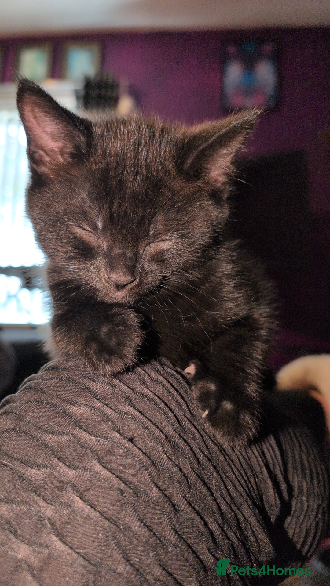 Bombay cats for sale: Black Bombay Male Kitten - Image 3