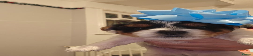 Yorkshire Terrier Puppy 2