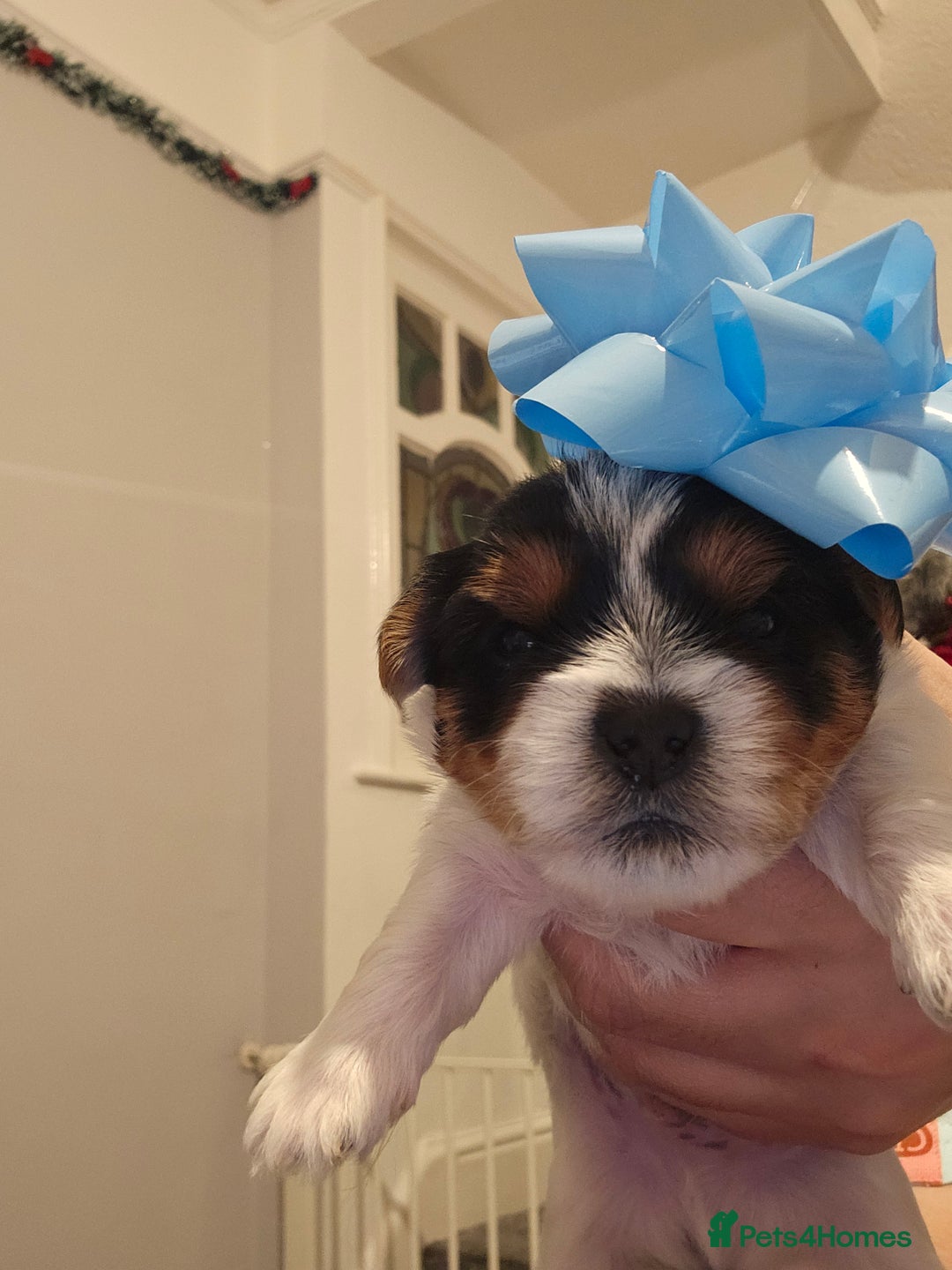 Yorkshire Terrier dogs for sale: Yorki baby - Advert 8