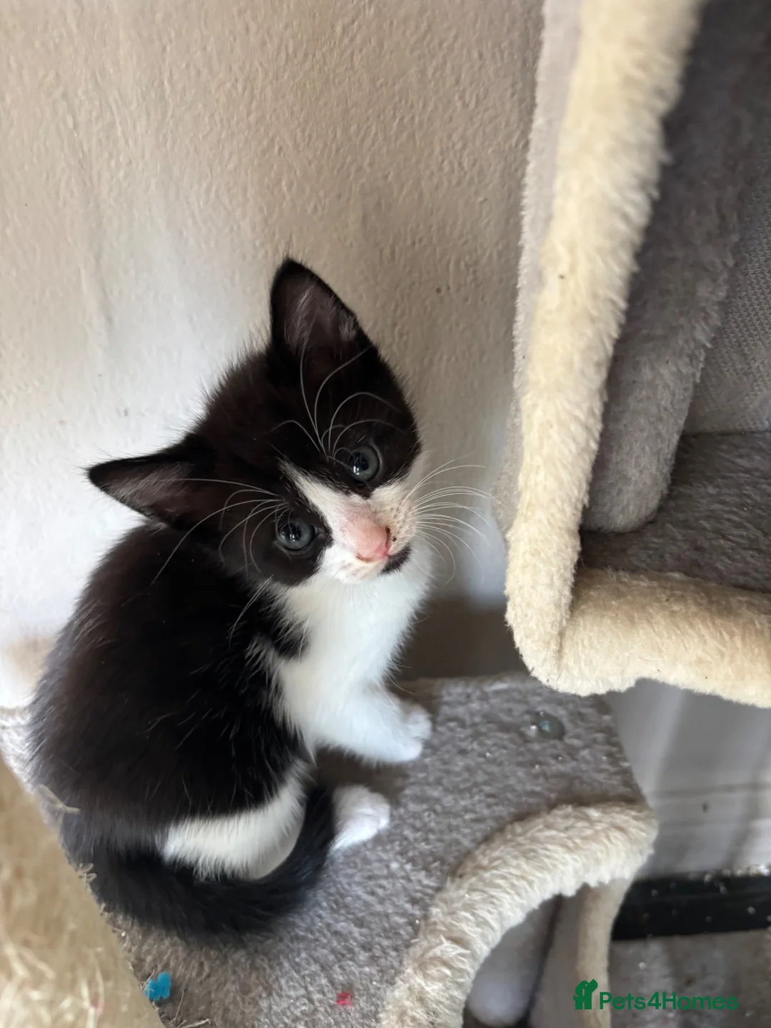 Mixed Breed cats for sale: Adorable cute kittens - Advert 12