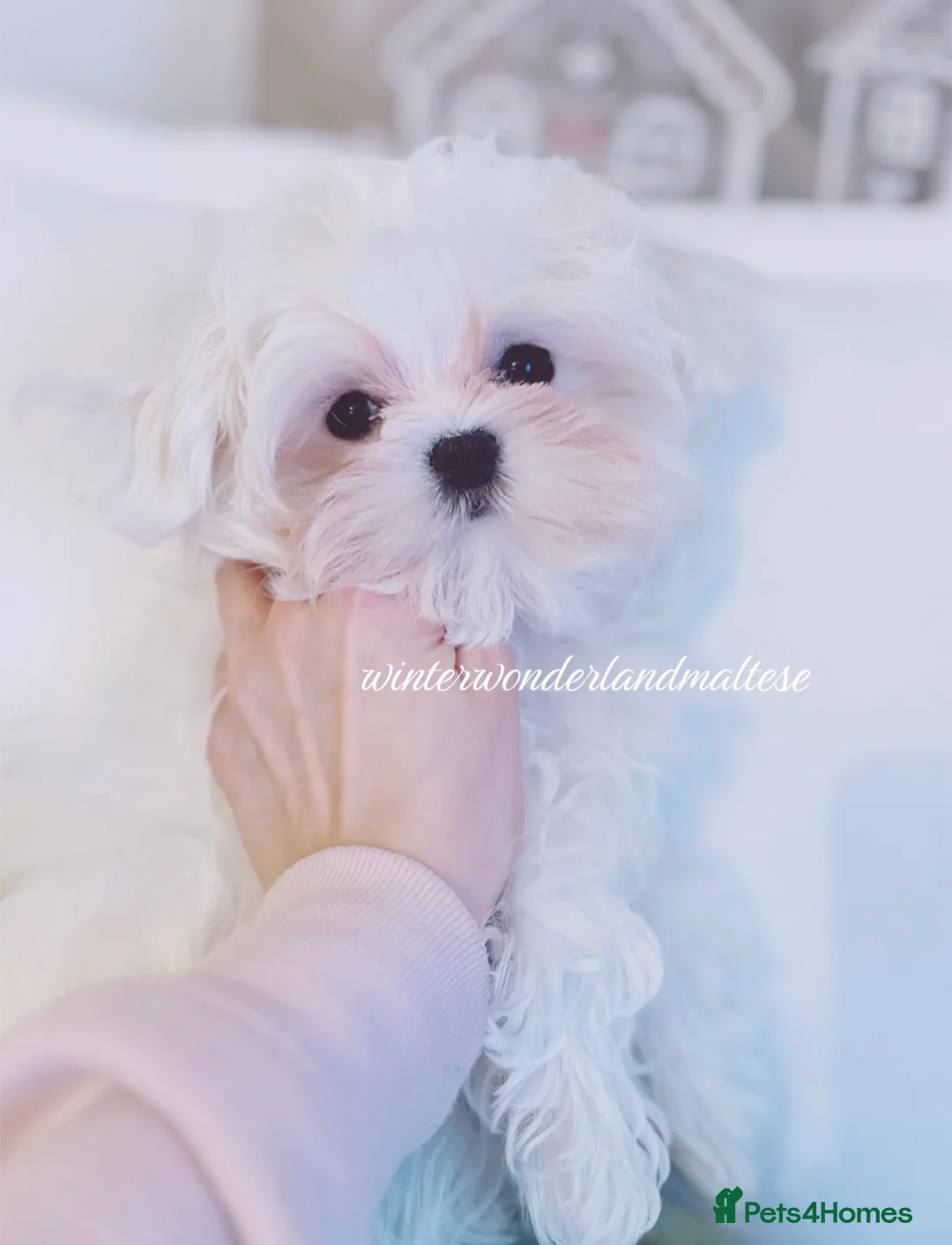 Maltese dogs for sale: ✨stunning full Korean maltese girl 🧬 tested✨ - Advert 9