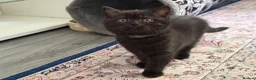 British Shorthair cats for sale: Adorable kitty  - Advert 11
