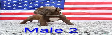 American Bull Staffy 2