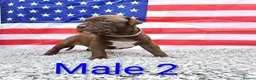 American Bull Staffy dogs for sale: American bull - Advert 38