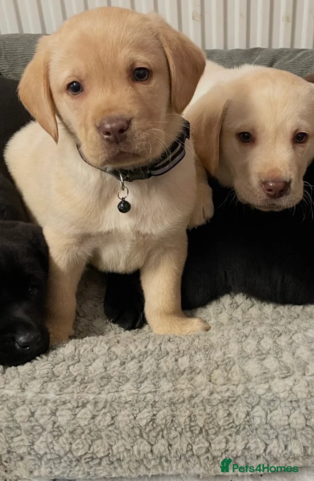Labrador Retriever dogs for sale: Labrador puppies - Advert 3