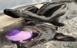 Labrador Retriever dogs for sale: Young female black lab  - Image 7