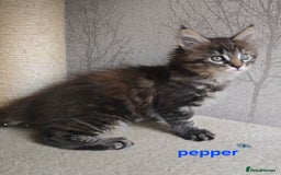 Maine Coon cats for sale: Maine Coon Kittens Tortie/Torbie Russian lines - Image 30
