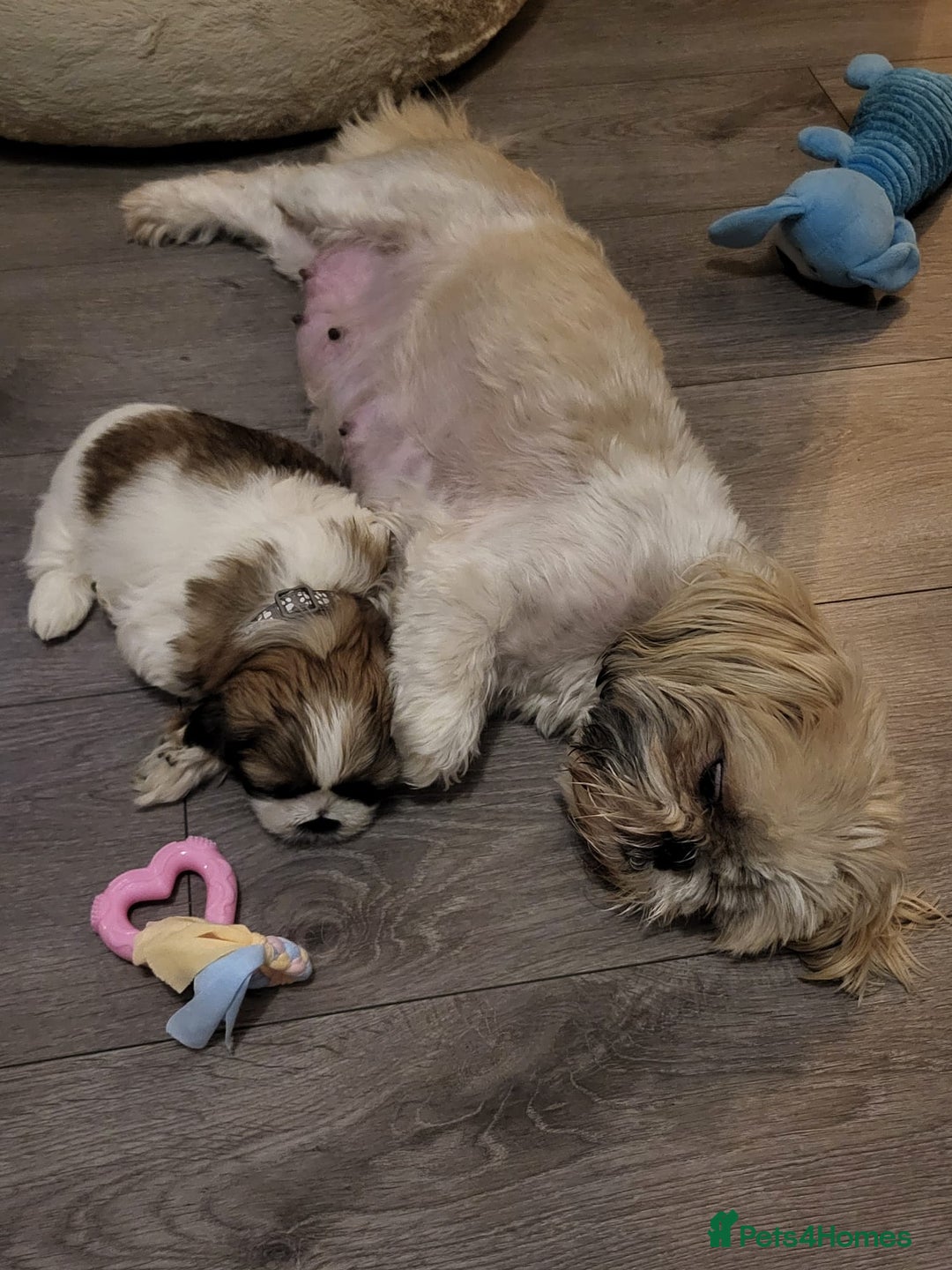 Shih Tzu dogs for sale: Beautiful shihtzu puppies  - Advert 8