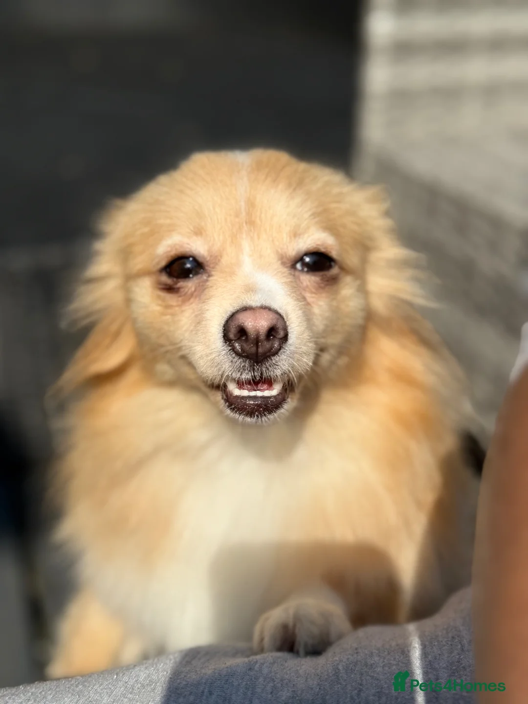 Pomeranian dogs for sale: Fox faced Pomeranian and son for rehoming - Advert 6