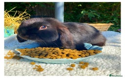 Mini Lop rabbits for sale: Pure bred mini lops - Image 4