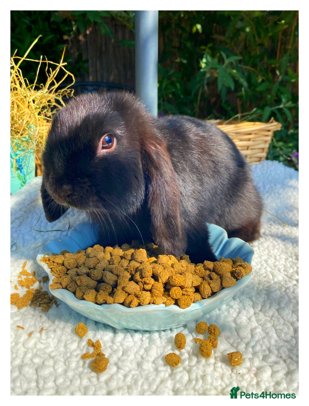 Mini Lop rabbits for sale: Pure bred mini lops - Image 4