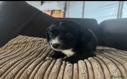 Mixed Breed dogs for sale: Pups for sale  - Image 4