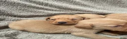Labrador Retriever dogs for sale: KC registered fox red labradors in Welshpool - Advert 4