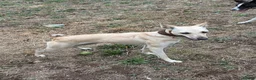 Mixed Breed dogs for sale: Whippet x collie - Advert 5