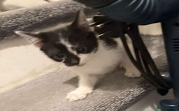 Domestic Shorthair cats for sale: 2 Male 2 female kittens  - Image 8