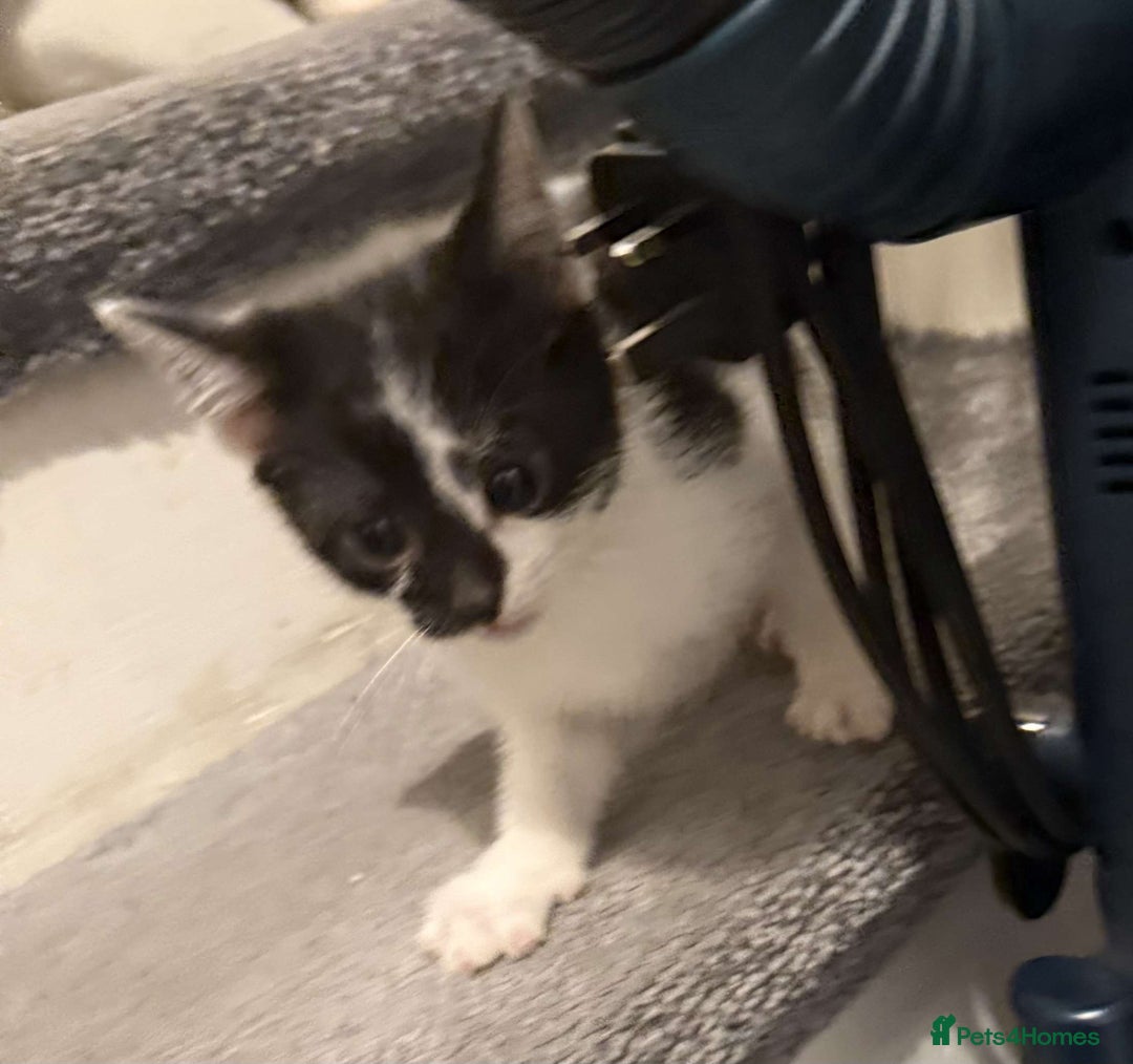 Domestic Shorthair cats for sale: 2 Male 2 female kittens  - Image 8