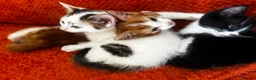 Domestic Shorthair cats for sale: Exceptionally friendly cute kittens for sale in Glasgow - Advert 14