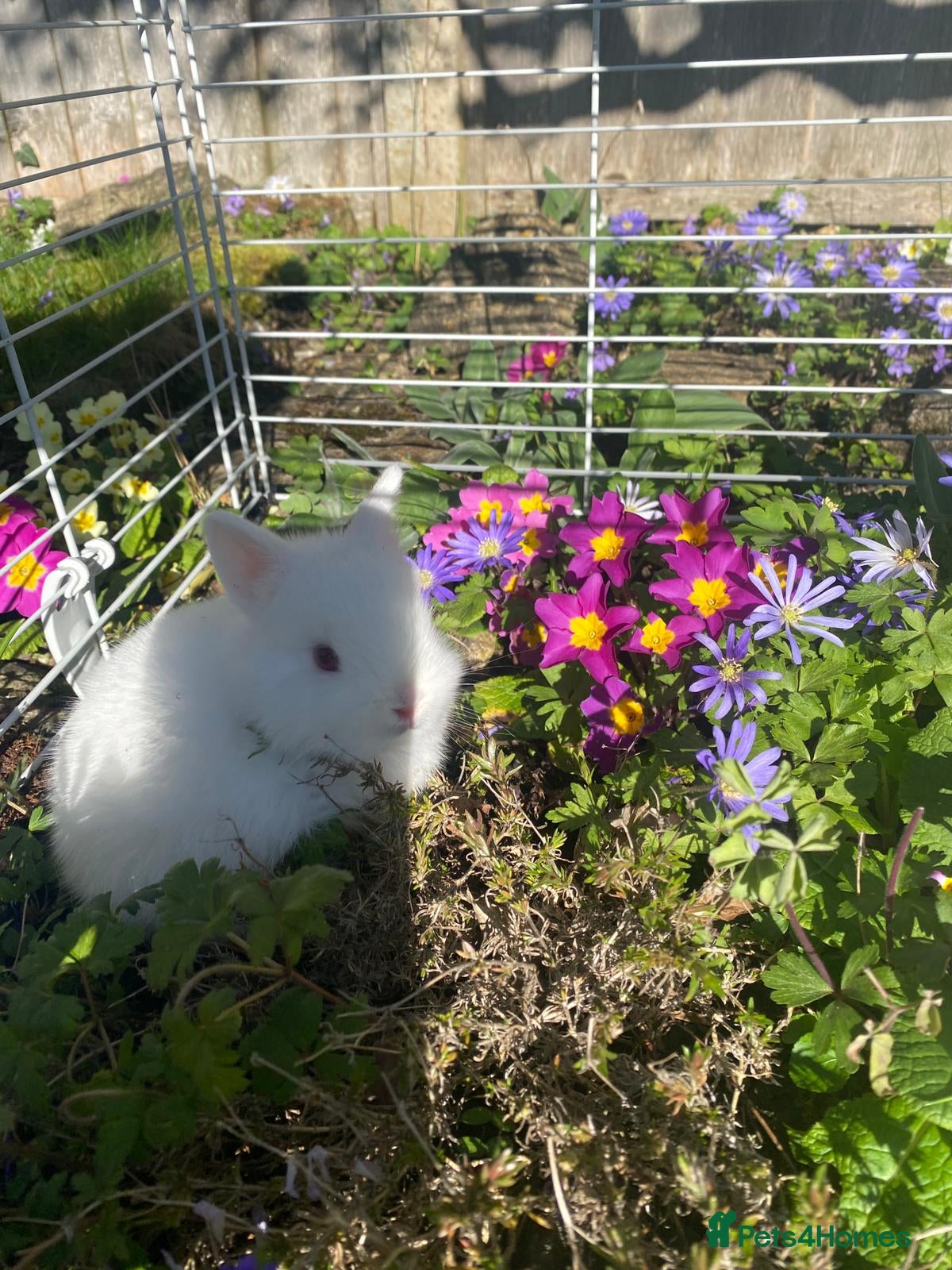 Netherland Dwarf rabbits Bunny white  - Advert 2