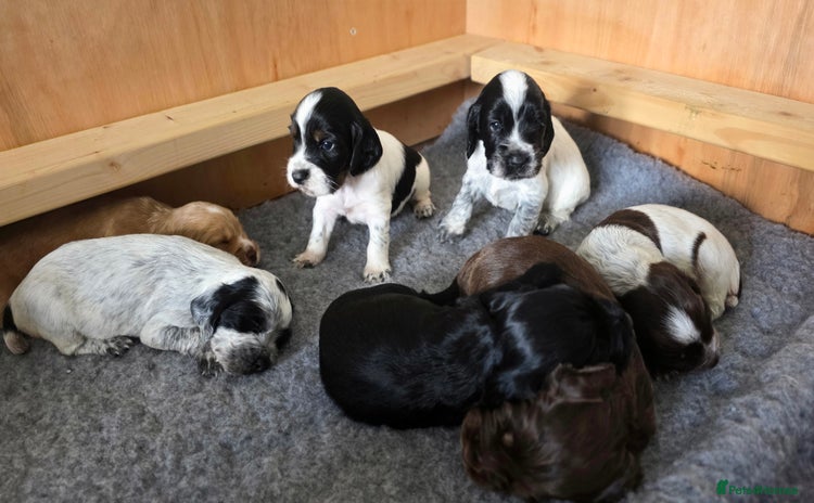 Cocker Spaniel dogs - Advert 1