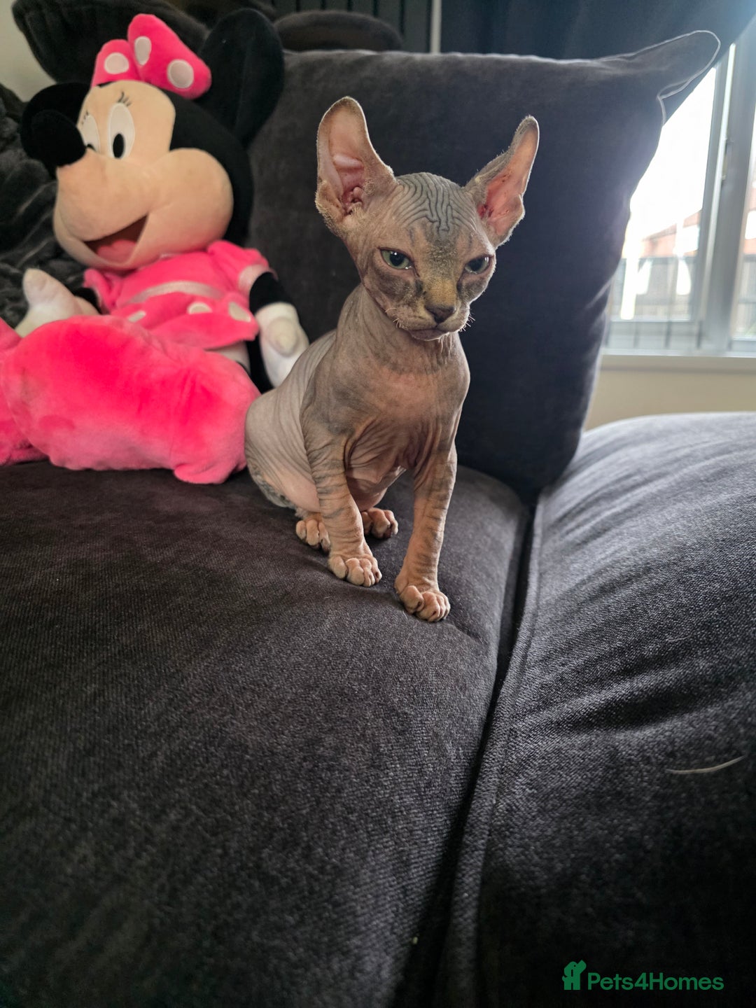 Sphynx cats for sale: Tabby sphynx boy  - Image 8