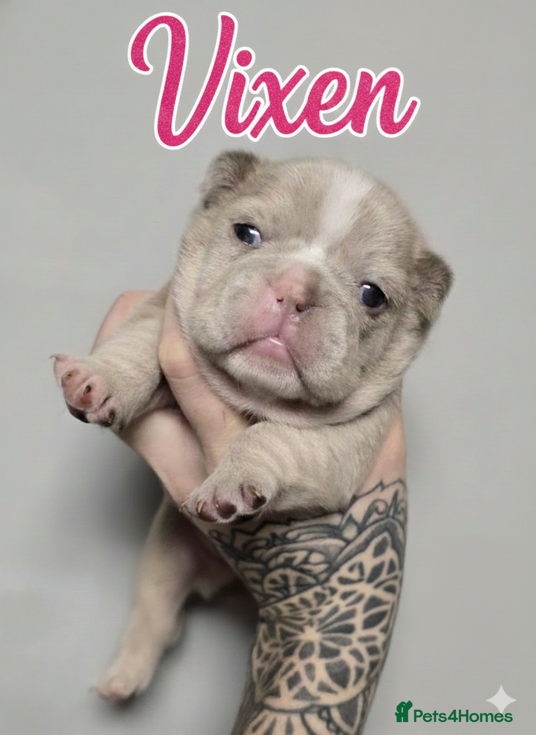 French Bulldog dogs for sale: French Bulldog Puppies Available - Advert 3
