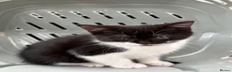 Mixed Breed cats for sale: Black and White Fluffy Male Kitten - Advert 23