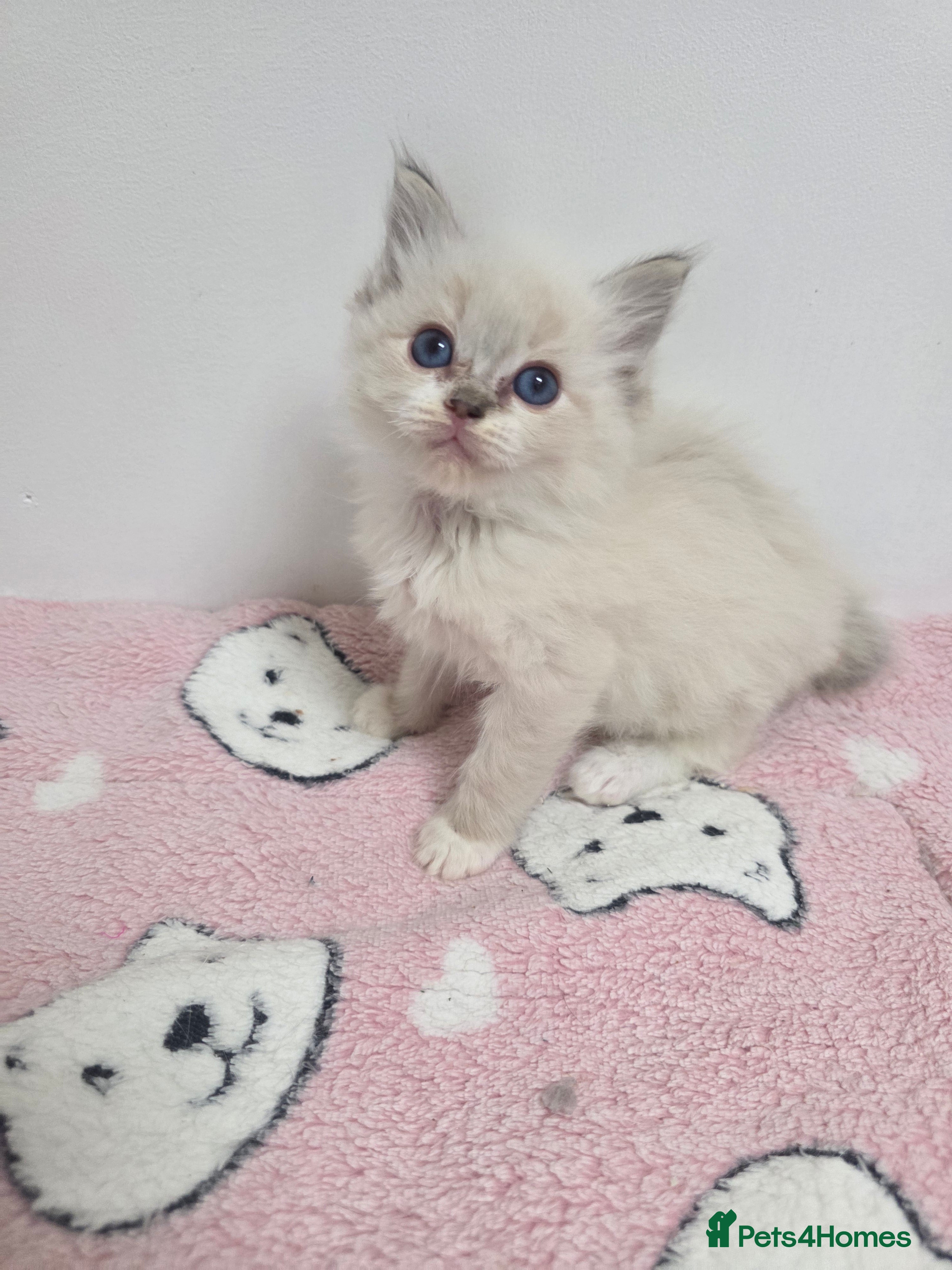 Ragdoll cats Stunning Ragdoll kittens - Advert 4