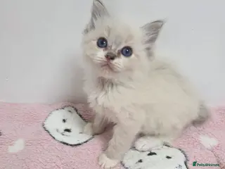 Ragdoll cats Stunning Ragdoll kittens - Advert 4