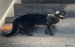 Domestic Shorthair cats for sale: Beautiful black cat looking for new home🐾🩷 - Advert 3