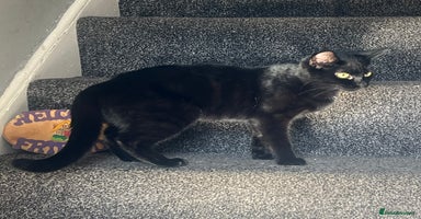 Domestic Shorthair cats Beautiful black cat looking for new home🐾🩷 - Advert 4