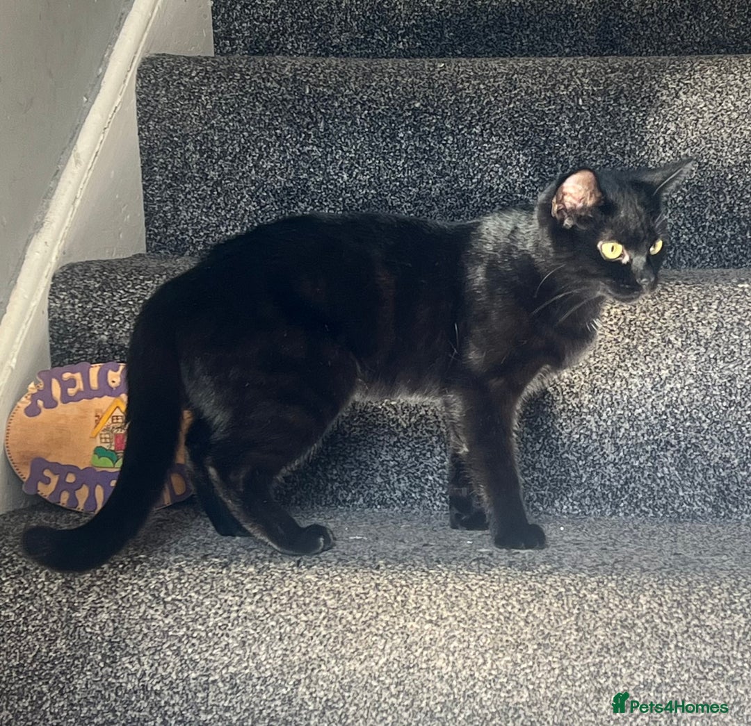 Domestic Shorthair cats for sale: Beautiful black cat looking for new home🐾🩷 - Advert 3