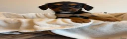 Mixed Breed dogs for sale: Gorgeous Jackapoo puppies  - Advert 12