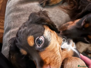 Cocker Spaniel dogs Stunning Working Cocker Spaniel puppies - Advert 8