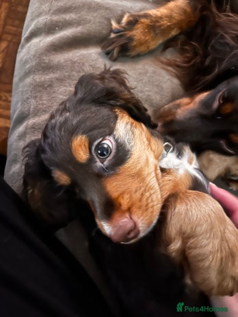 Cocker Spaniel dogs Stunning Working Cocker Spaniel puppies - Advert 11
