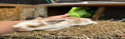 Lionhead rabbits for sale: Lion heads  - Advert 4