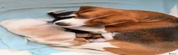 Beagle dogs for sale: Beagle pups both female 1 tri and one lemon - Advert 26