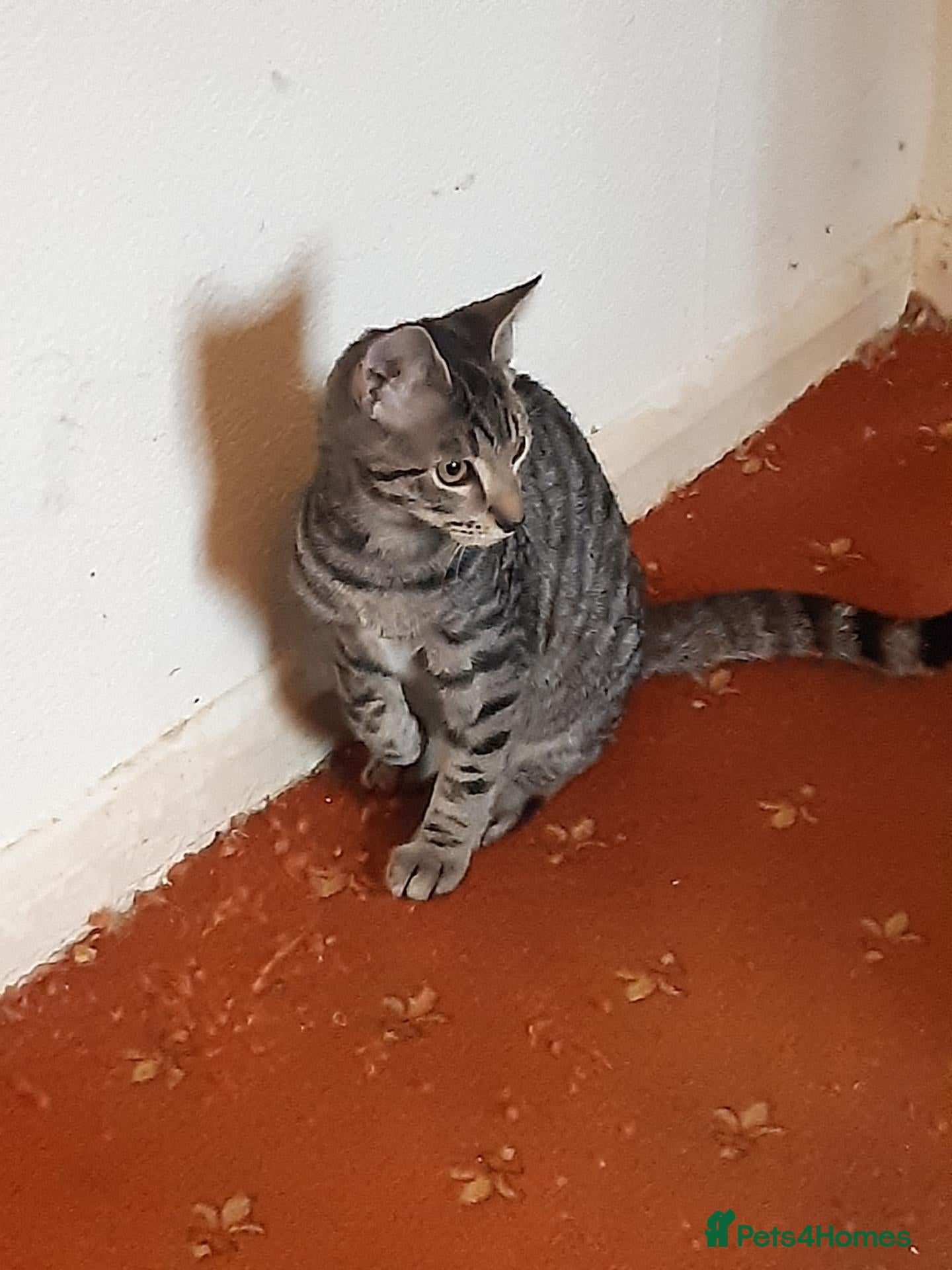 Mixed Breed cats for adoption: Two bonded kittens for adoption - Advert 1