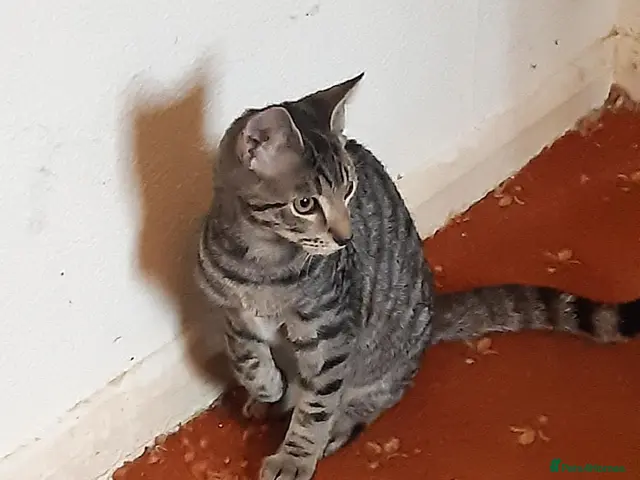 Mixed Breed cats for adoption: Two bonded kittens for adoption - Advert 1