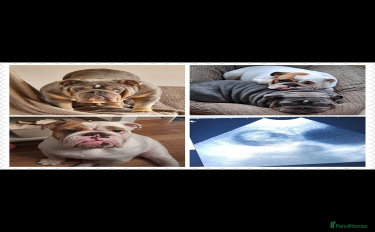 English Bulldog dogs - Advert 1