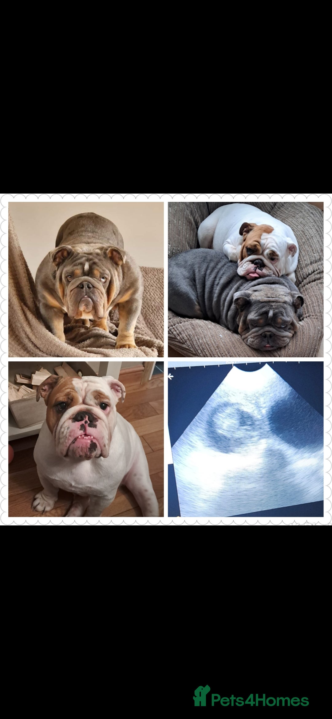 English Bulldog dogs for sale: Kennel club registered English bulldog puppies  - Image 1