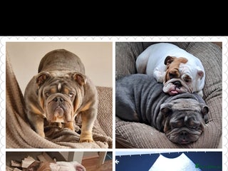 English Bulldog dogs - Advert 1