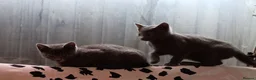 British Shorthair cats for sale: British shorthair kittens in Southampton - Advert 6