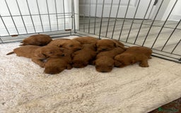 Cockapoo dogs for sale: Cockerpoo Puppies  - Image 2