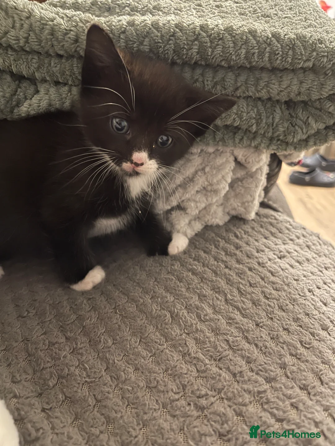 Mixed Breed cats for sale: 2 Beautiful Female Kittens for Sale 🐾 - Advert 2