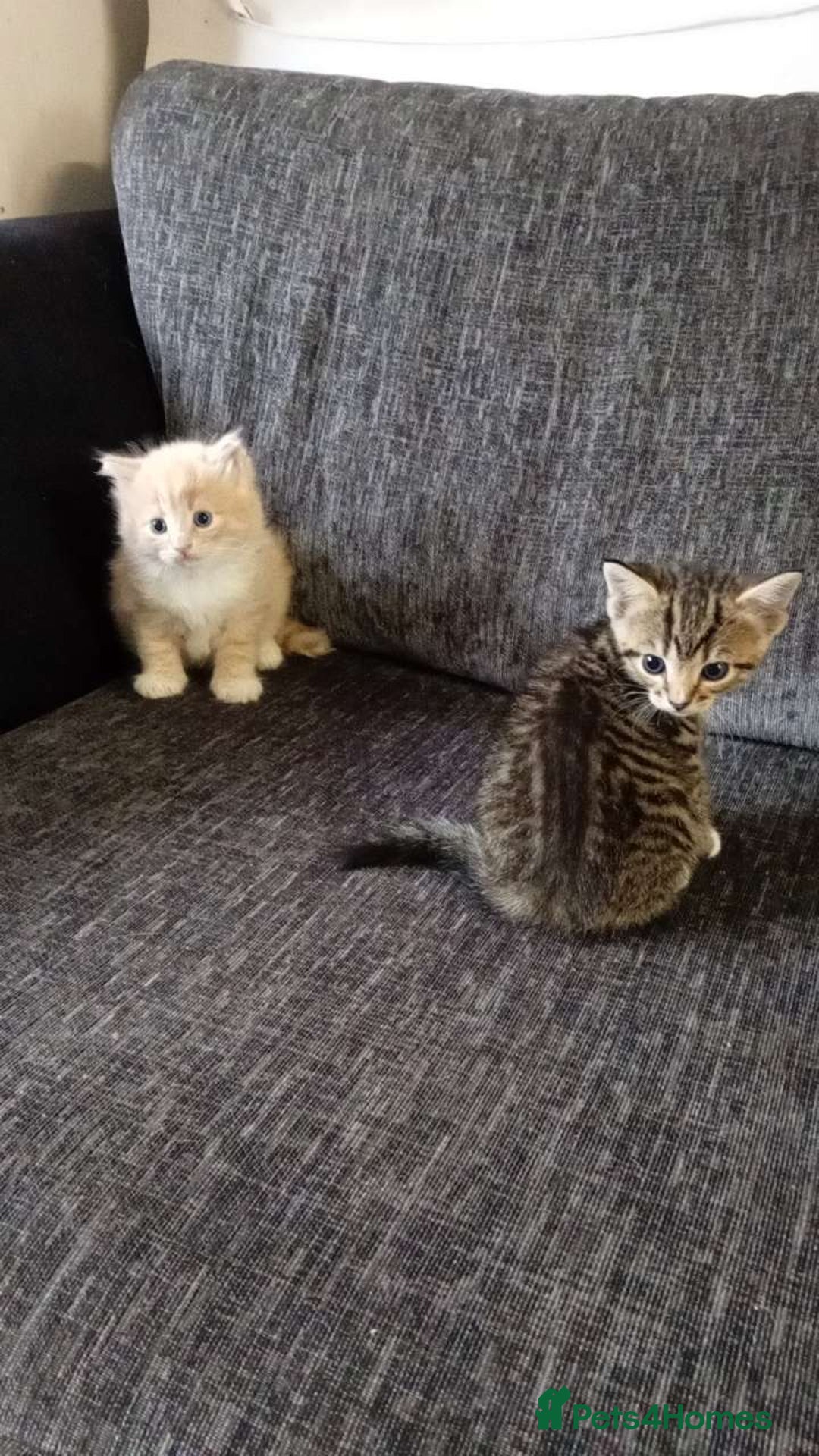 Mixed Breed cats for sale: CREAM male & Tabby female.  - Image 3