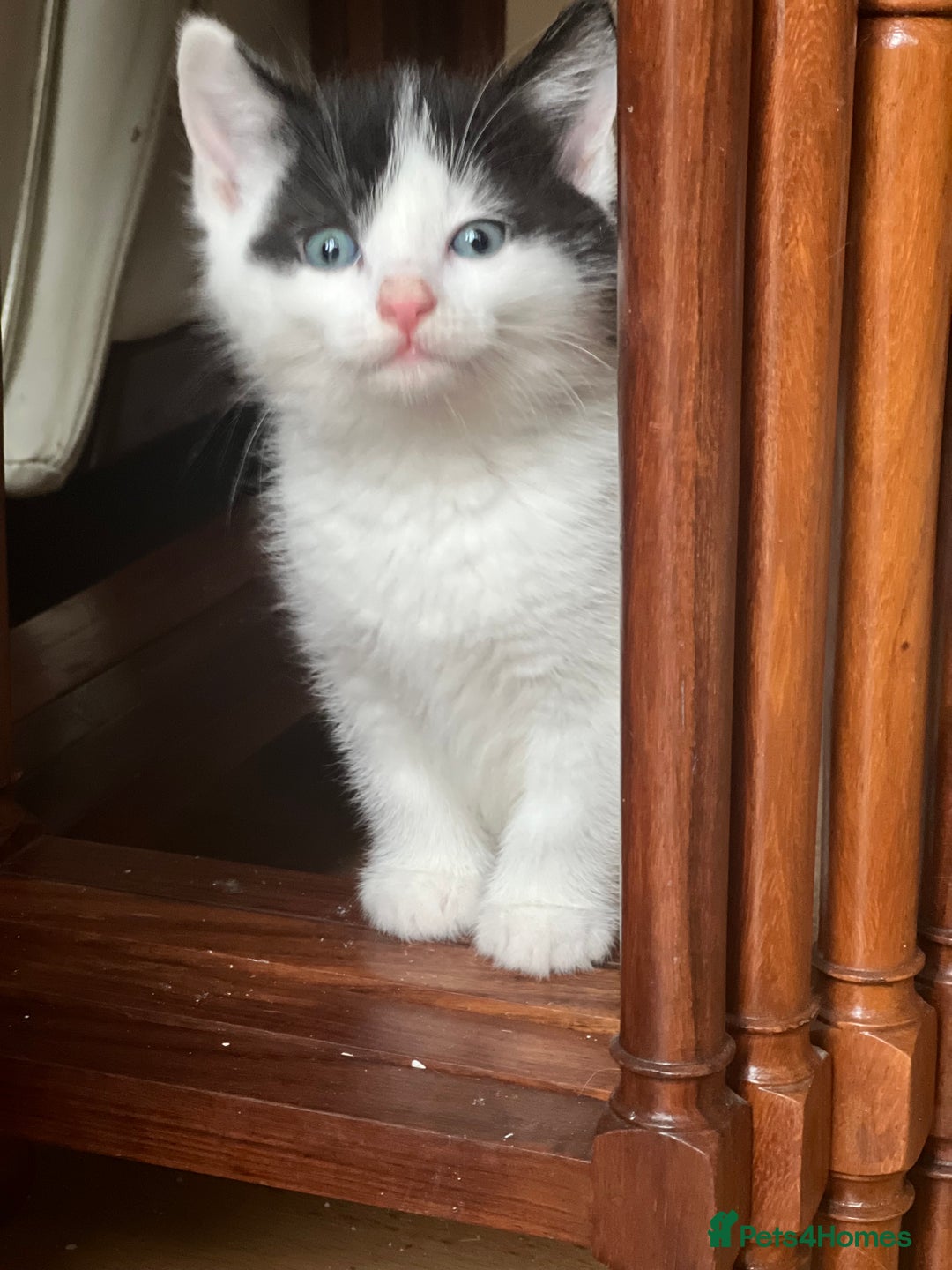 Domestic Shorthair cats for sale: 5 adorable mixed kittens, Russian Blue & Shorthair - Advert 26