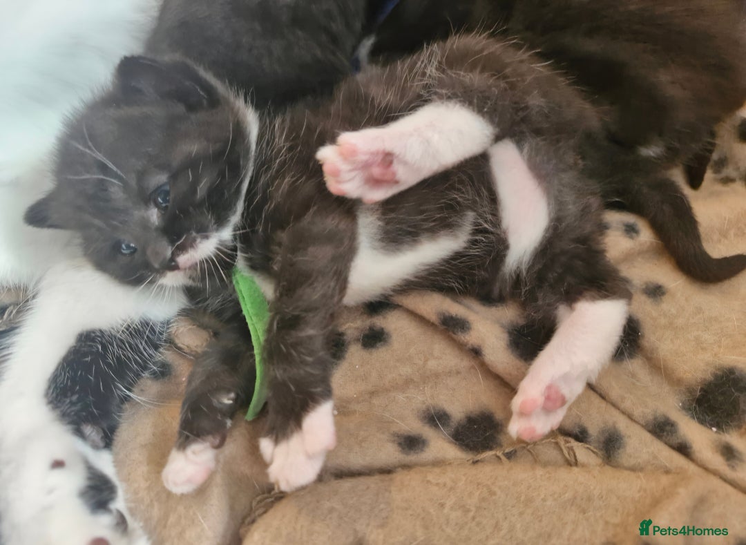 British Shorthair cats for sale: British Shorthair Mix Kittens  - Image 29