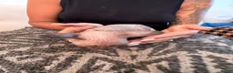 Sphynx cats for sale: Tica registered sphynx kittens  - Advert 28